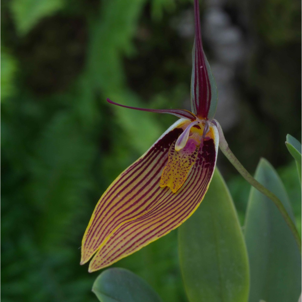 Restrepia antennifera