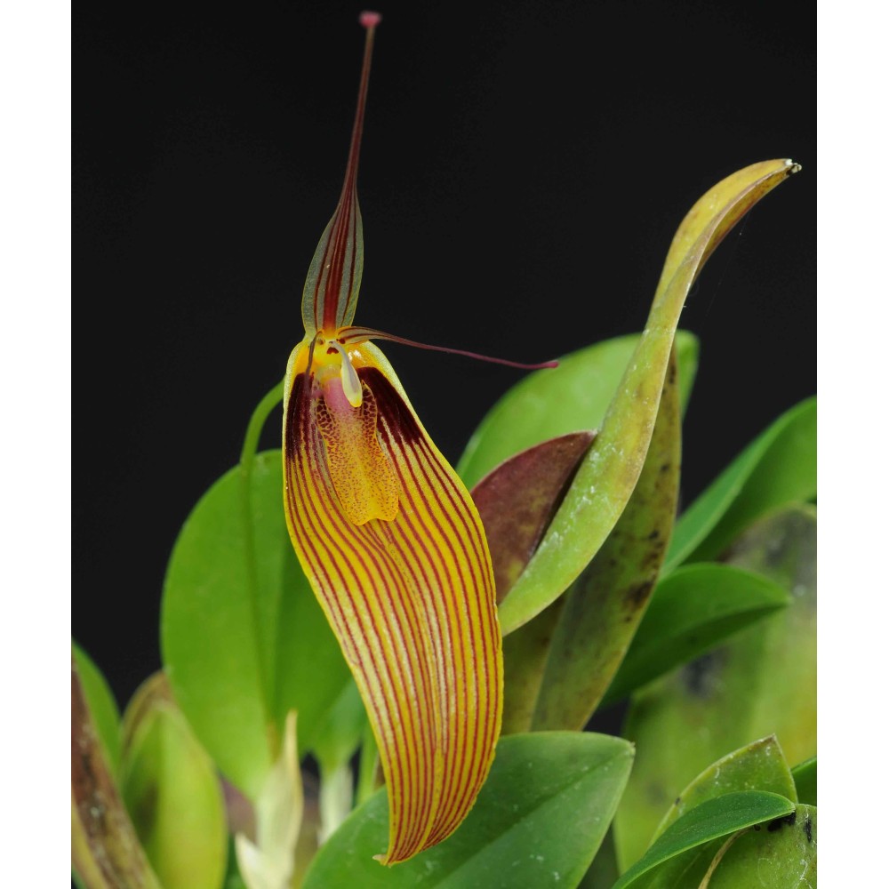 Restrepia antennifera var. gigantea en sphaigne