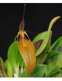 Restrepia antennifera var. gigantea en sphaigne