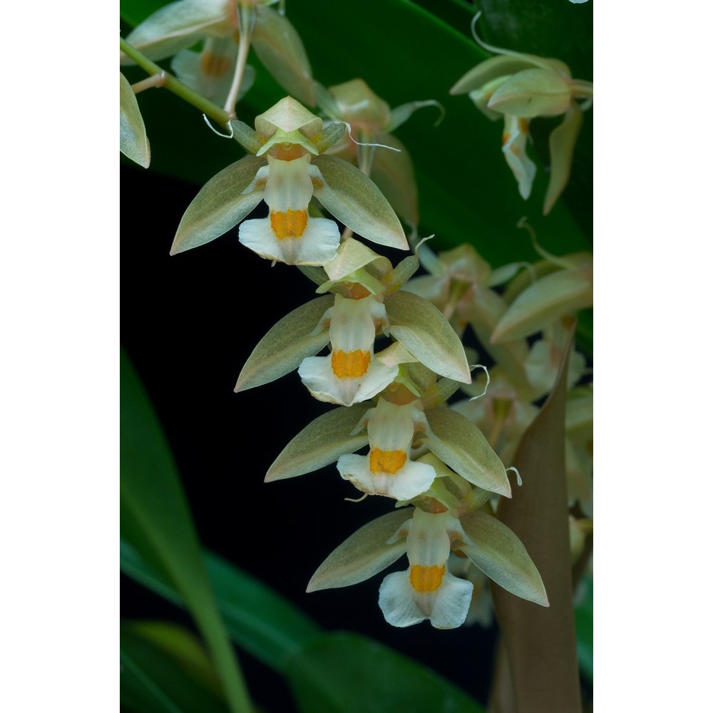 Chelonistele sulphurea