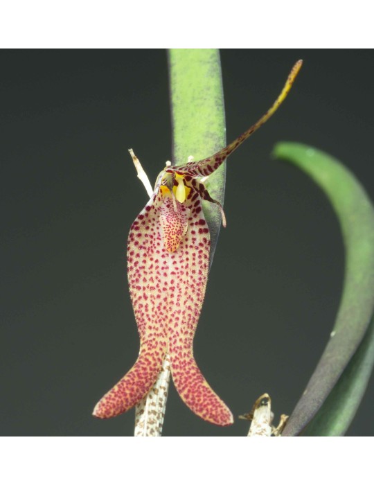 Restrepia chocoensis Restrepia chocoensis