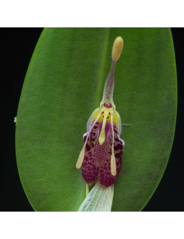 Restrepia muscifera en sphaigne