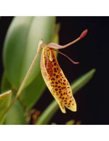 Restrepia citrina en sphaigne