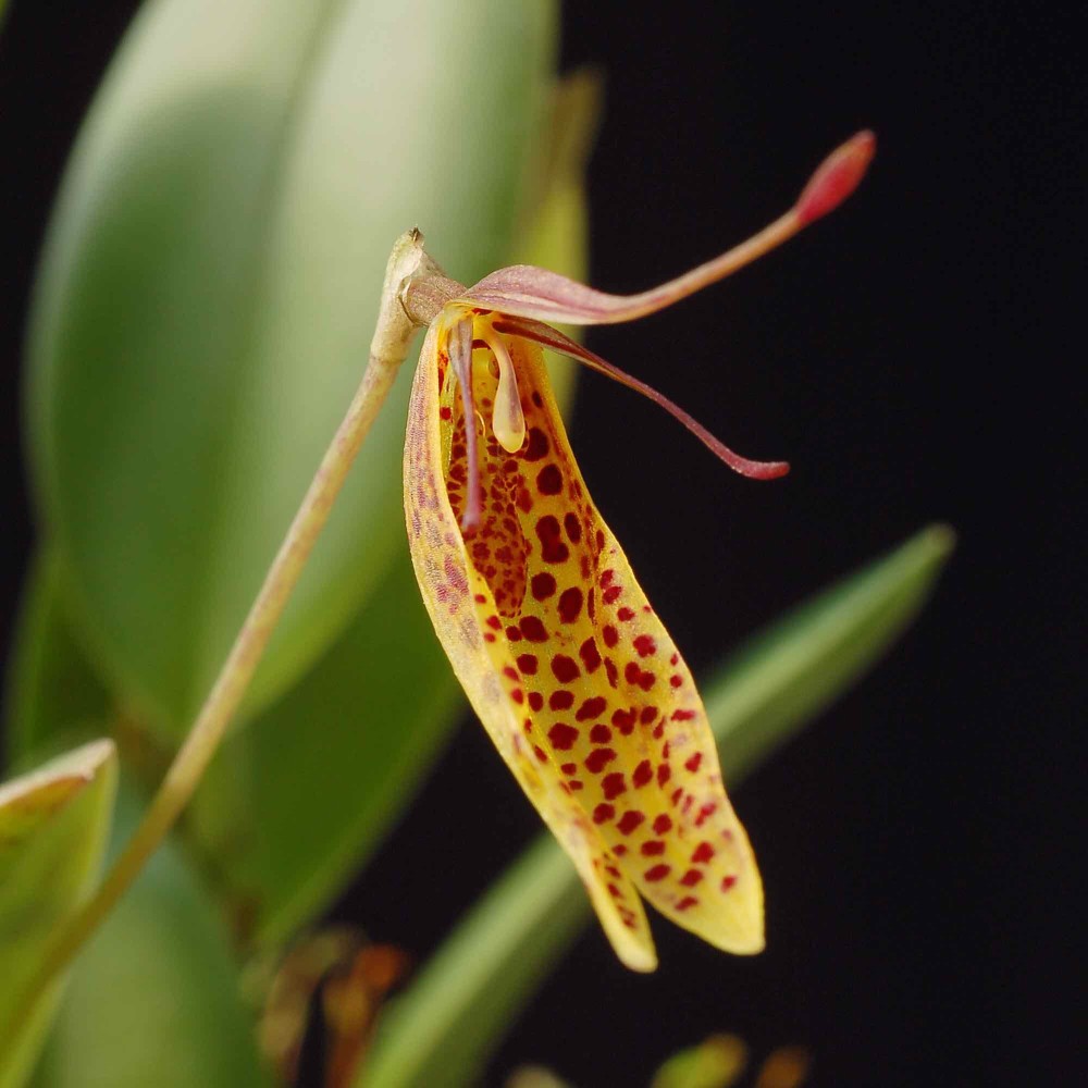 Restrepia citrina