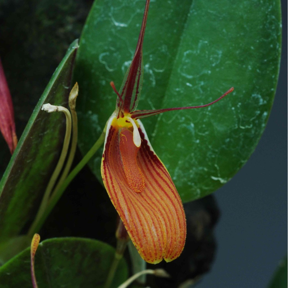 Restrepia cuprea