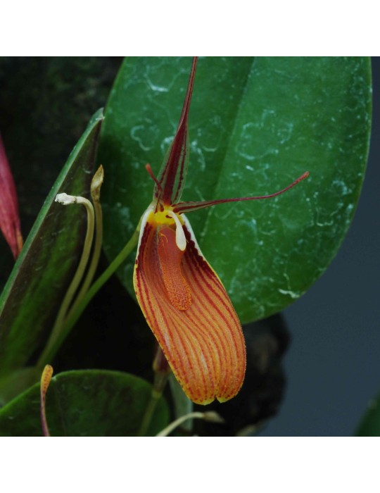 Restrepia cuprea