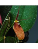 Restrepia cuprea