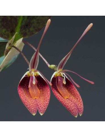 Restrepia sanguinea en sphaigne