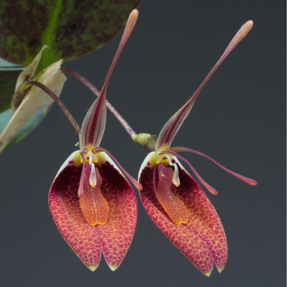Restrepia sanguinea