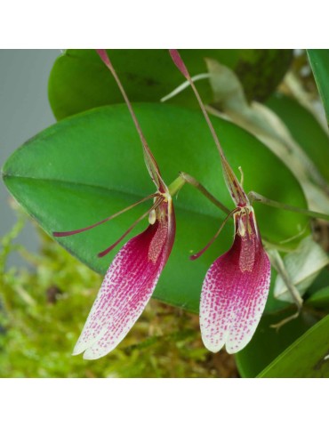 Restrepia seketii en sphaigne