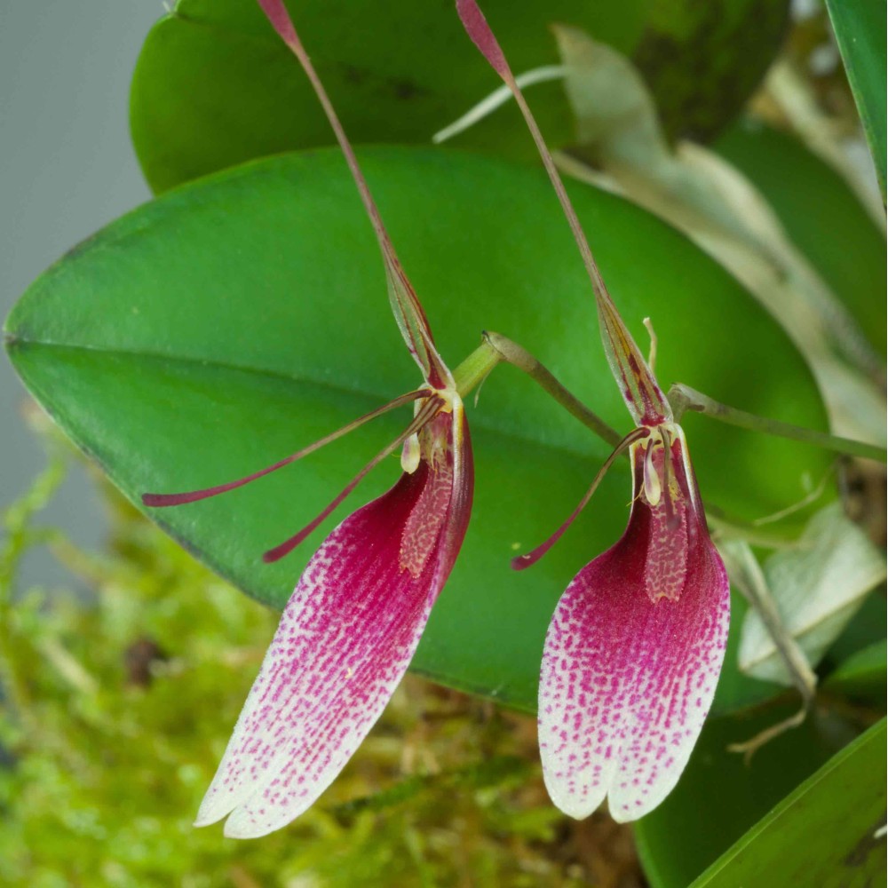 Restrepia seketii