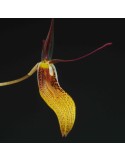 Restrepia trichoglossa 'Pointillé'