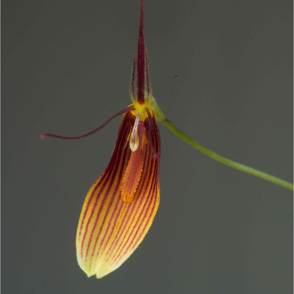 Restrepia trichoglossa 'Strié'