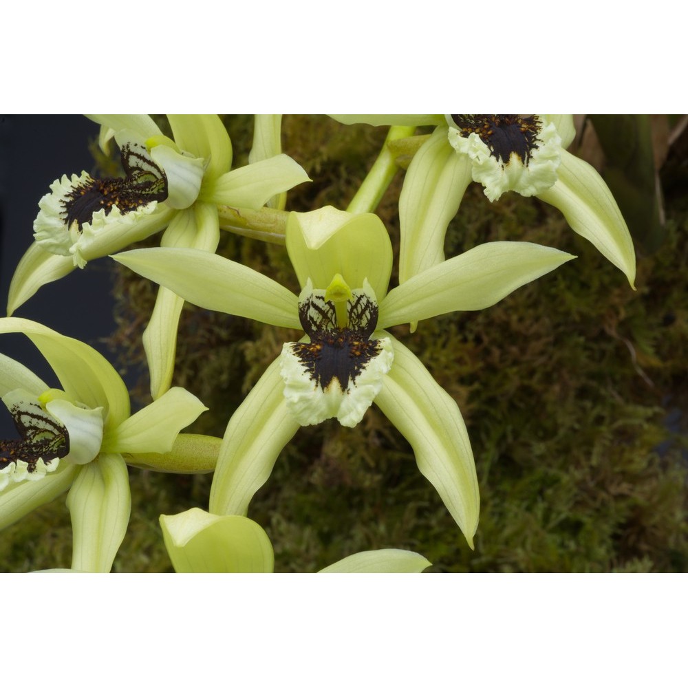 Coelogyne Burfordiense