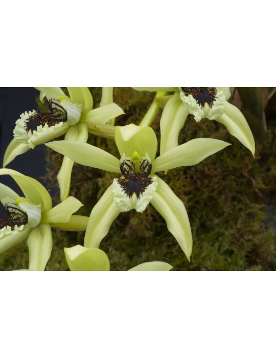 Coelogyne Burfordiense