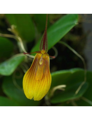Restrepia wageneri