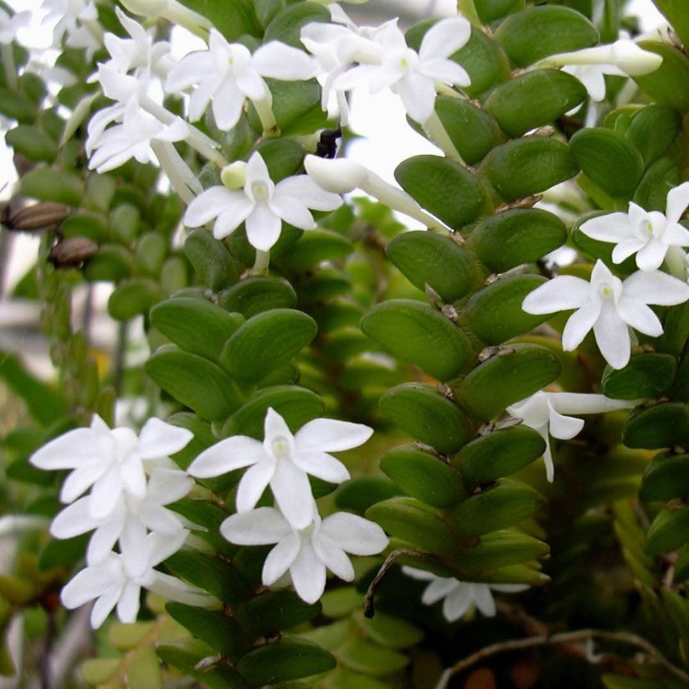 Angraecum distichum Angraecum distichum