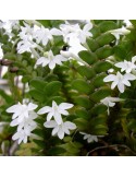 Angraecum distichum