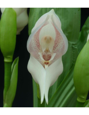 Anguloa virginalis