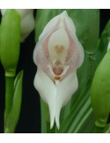Anguloa virginalis