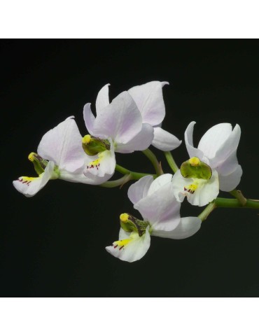 Barkeria melanocaulon sur plaque