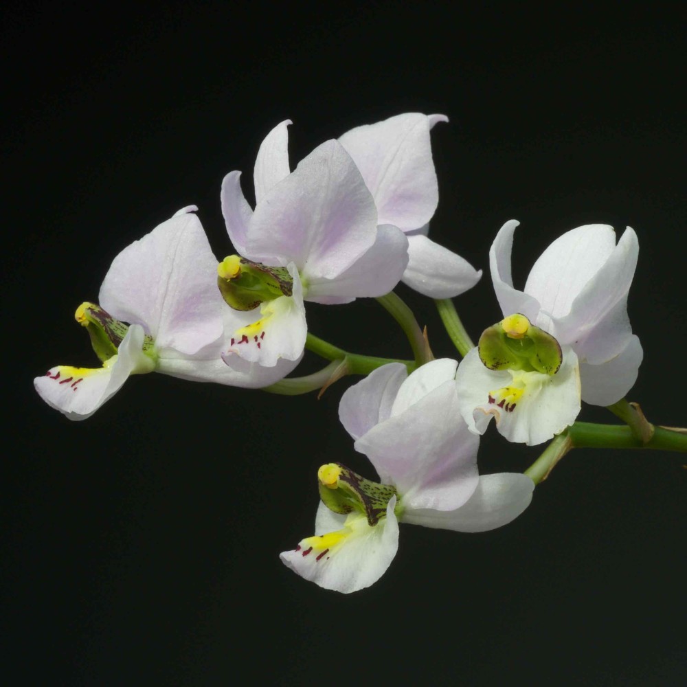 Barkeria melanocaulon Barkeria melanocaulon