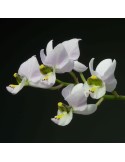 Barkeria melanocaulon