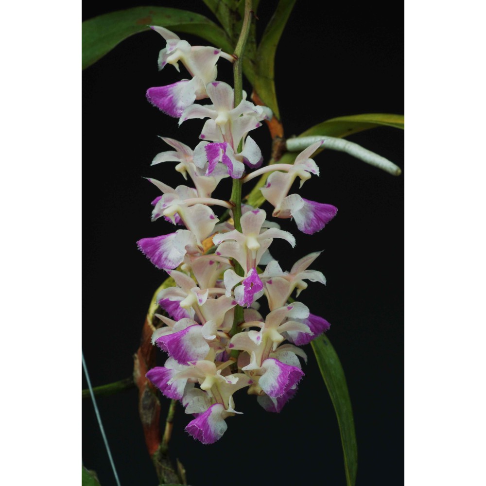 Aerides falcata