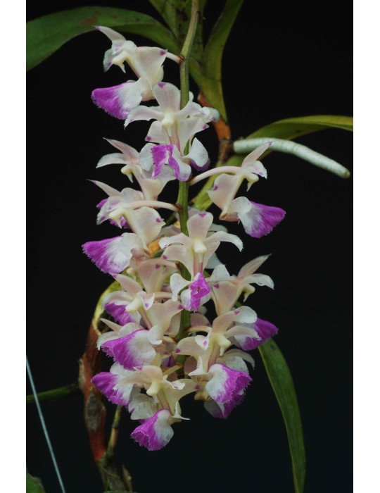 Aerides falcata