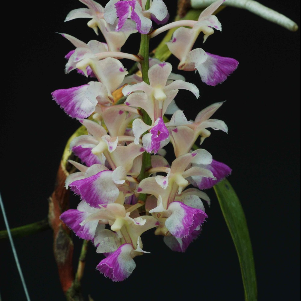 Aerides falcata