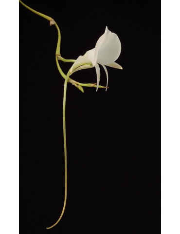 Angraecum scottianum 2