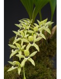 Coelogyne Burfordiense