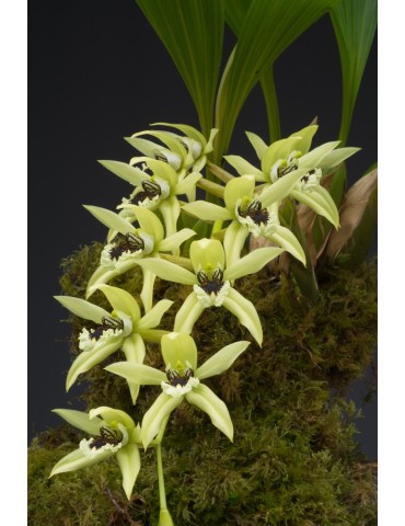 Coelogyne Burfordiense 2