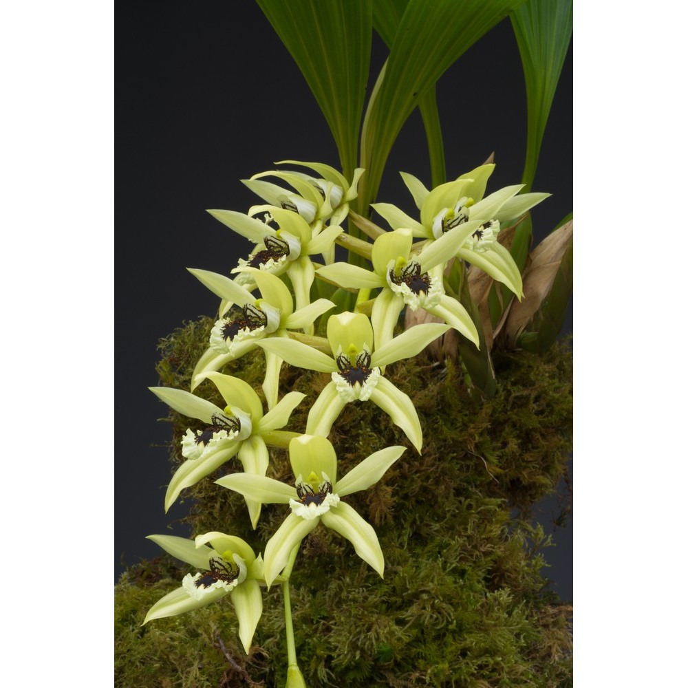 Coelogyne Burfordiense