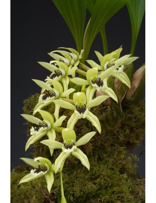 Coelogyne Burfordiense
