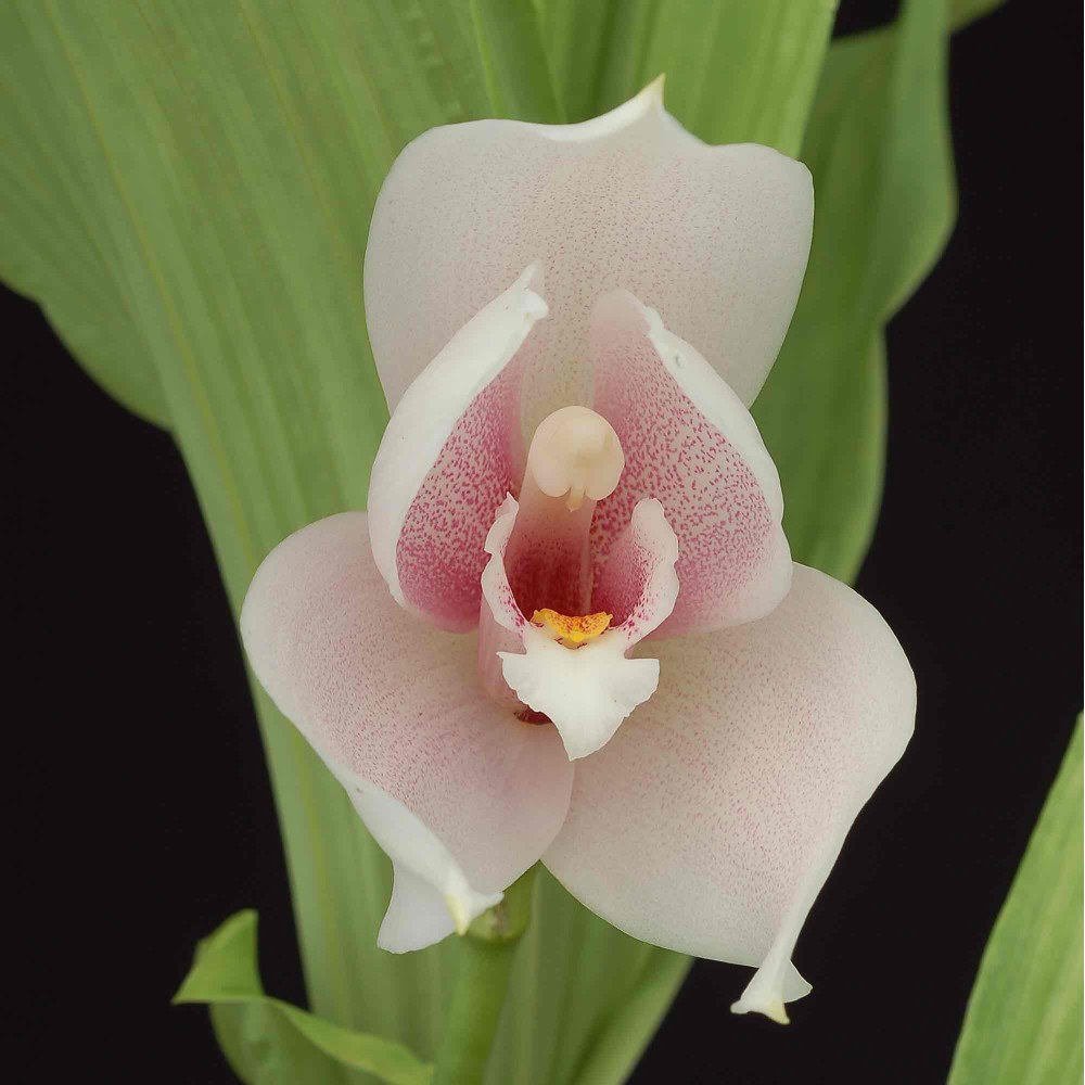 Angulocaste Caracas
