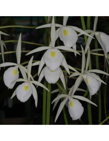 Brassavola flagellaris sur plaque