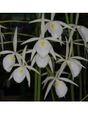 Brassavola flagellaris