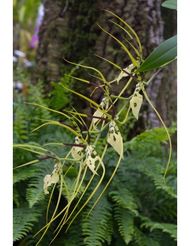 Brassia gireoudiana 2