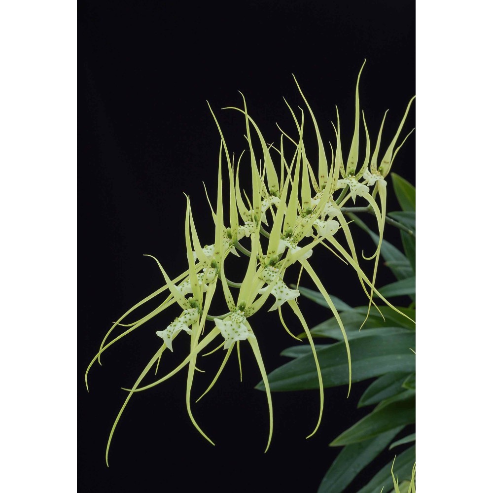 Brassia verrucosa