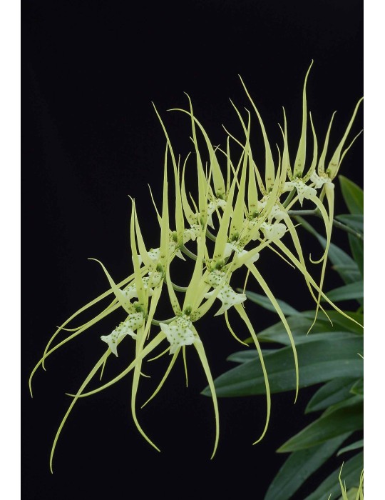 Brassia verrucosa