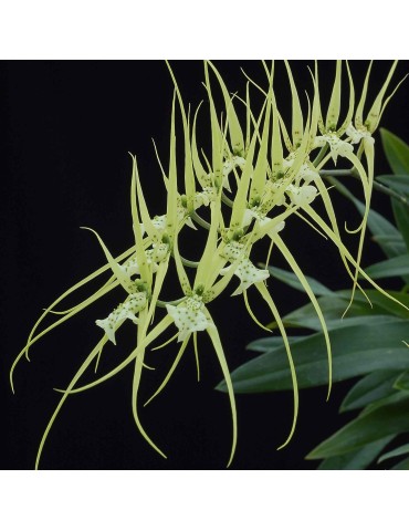 Brassia verrucosa