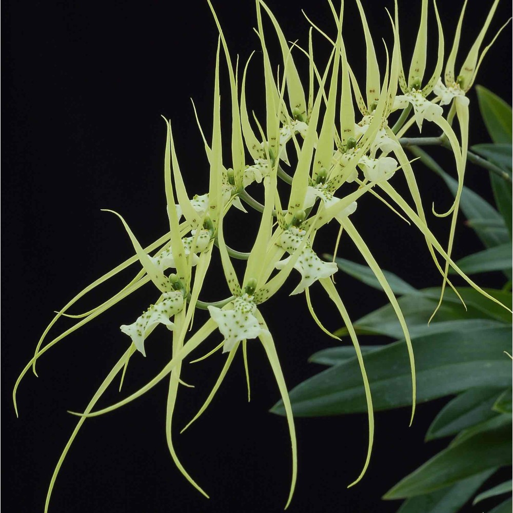 Brassia verrucosa