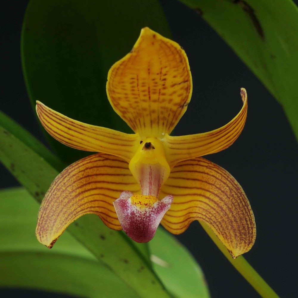 Bulbophyllum claptonense