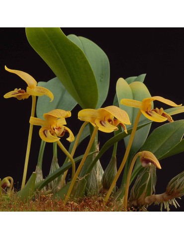 Bulbophyllum dearei sur plaque