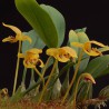 Bulbophyllum dearei sur plaque