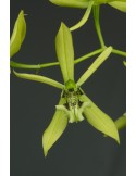 Coelogyne brachyptera