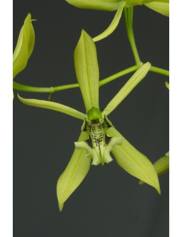 Coelogyne brachyptera 2