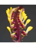 Bulbophyllum falcatum