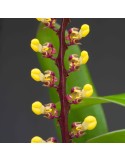 Bulbophyllum falcatum